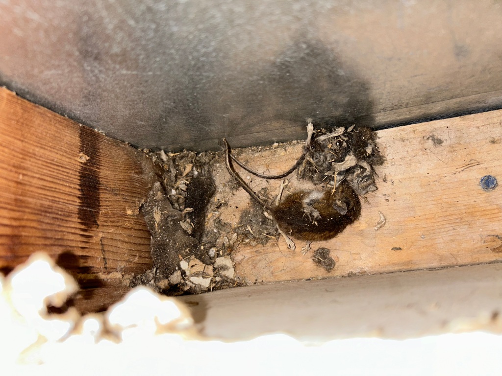 dead-mice-in-return-air-duct-before-cleaning